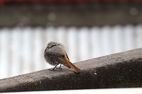 Mücken verjagen durch Aufplustern? Bild: Mücken verjagen durch Aufplustern?
