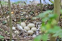 Schwanennest im Sondershäuser Schlosspark Bild: Schwanennest im Sondershäuser Schlosspark