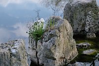 Sie brüten noch! Bild: Sie brüten noch!