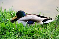 Sie brüten noch! Bild: Sie brüten noch!
