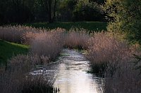 Sie brüten noch! Bild: Sie brüten noch!