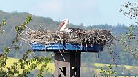 Bild: Storchenpaar in Kelbra