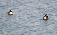 Bild: Peter Blei unterwegs am Stausee Kelbra