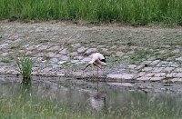 Bild: Peter Blei unterwegs am Stausee Kelbra
