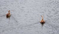 Bild: Peter Blei unterwegs am Stausee Kelbra
