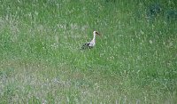 Bild: Peter Blei unterwegs am Stausee Kelbra