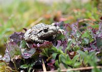 Natur pur erleben im Teichthal Bild: Natur pur erleben im Teichthal