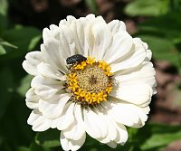 Bild: Es summt und brummt im Garten