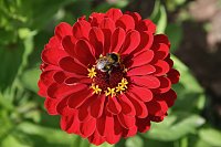 Bild: Es summt und brummt im Garten
