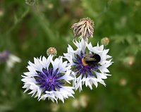 Bild: Es summt und brummt im Garten