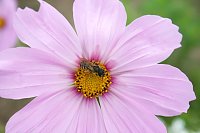Bild: Es summt und brummt im Garten