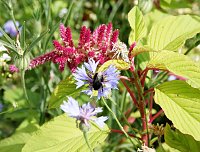 Bild: Es summt und brummt im Garten