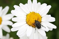Bild: Es summt und brummt im Garten