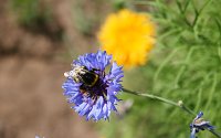 Bild: Es summt und brummt im Garten