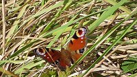 Bild: Es summt und brummt im Garten