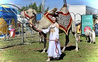 Bild: Circus Salto gastiert in Sondershausen