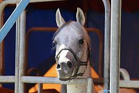 Bild: Circus Salto gastiert in Sondershausen