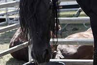 Bild: Circus Salto gastiert in Sondershausen - ein ganz besonders gro&szlig;es Pferd ist in der Tiershow zu sehen