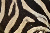 Bild: Auch Tiere mit sonderbaren Zeichnungen leben im Zirkus Salto