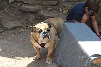 Mittelalterspektakel am Kyffhäuser Denkmal Bild: Mittelalterspektakel am Kyffhäuser Denkmal