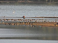 Beobachtungen am Kelbraer Stausee Bild: Beobachtungen am Kelbraer Stausee