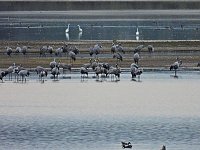 Die Kraniche sind zurück Bild: Die Kraniche sind zurück