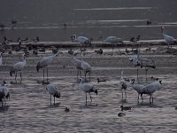 Die Kraniche sind zurück Bild: Die Kraniche sind zurück