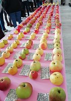 Außergewöhnliche Obstsorten werden in der Orangerie in Bendeleben gezeigt Bild: Außergewöhnliche Obstsorten werden in der Orangerie in Bendeleben gezeigt