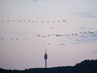 Bild: Peter Blei unter Kranichen