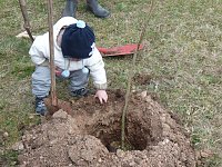 Bild: Baumpflanzung Bad Frankenhausen