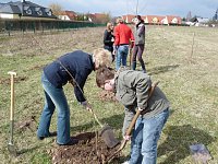 Bild: Baumpflanzung Bad Frankenhausen