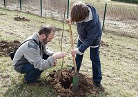 Bild: Baumpflanzung Bad Frankenhausen