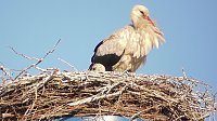 Nachwuchs bei Familie Adebar Bild: Nachwuchs bei Familie Adebar