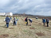 Bild: Baumpflanzung Bad Frankenhausen