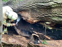 Angezünderter Baum im Schlosspark Bild: Angezünderter Baum im Schlosspark