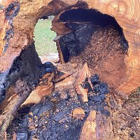 Angezünderter Baum im Schlosspark Bild: Angezünderter Baum im Schlosspark