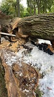 Angezünderter Baum im Schlosspark Bild: Angezünderter Baum im Schlosspark