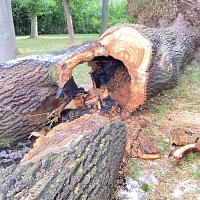 Angezünderter Baum im Schlosspark Bild: Angezünderter Baum im Schlosspark
