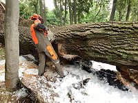 Angezünderter Baum im Schlosspark Bild: Angezünderter Baum im Schlosspark