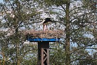 Bild: Flora und Fauna am Stausee Kelbra