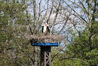 Bild: Flora und Fauna am Stausee Kelbra