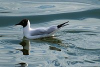 Bild: Flora und Fauna am Stausee Kelbra