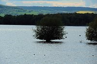 Bild: Flora und Fauna am Stausee Kelbra