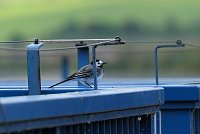 Bild: Flora und Fauna am Stausee Kelbra
