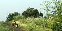 Feldhasen am Sommermorgen Bild: Feldhasen am Sommermorgen