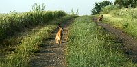 Feldhasen am Sommermorgen Bild: Feldhasen am Sommermorgen