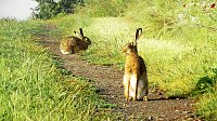 Feldhasen am Sommermorgen Bild: Feldhasen am Sommermorgen