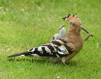 Wiedehopf zu Besuch im Garten Bild: Wiedehopf zu Besuch im Garten
