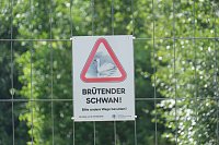 Peter Blei unterwegs auf Schwanensuche Bild: Peter Blei unterwegs auf Schwanensuche