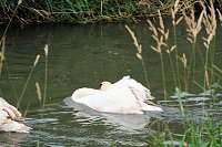 Peter Blei unterwegs auf Schwanensuche Bild: Peter Blei unterwegs auf Schwanensuche